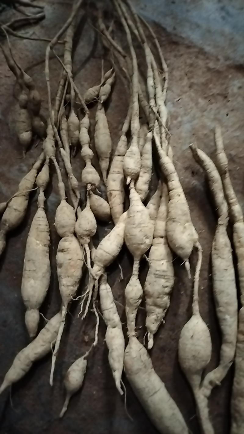 野生牛大力，野生黑牛黄牛都有，大叶粉质，小叶甘草牛都有。