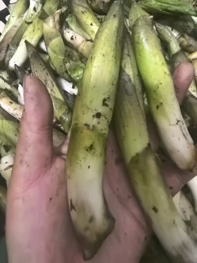 竹叶菜