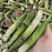 竹叶菜
