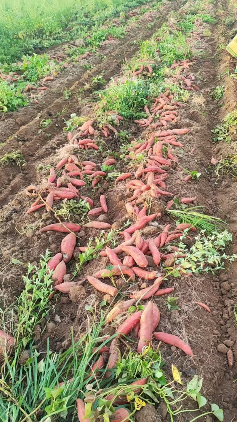 精品西瓜红红薯产地一手货源批发6两以上可视频验货全国发货