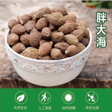 胖大海手工精选新货正宗胖大海泡水无硫广西胖大海