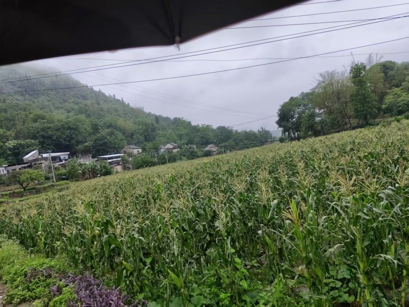糯玉米
