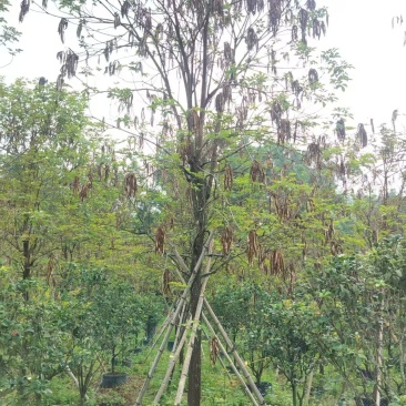 黄花风铃绿化苗木多花黄花风铃基地直供量大优惠