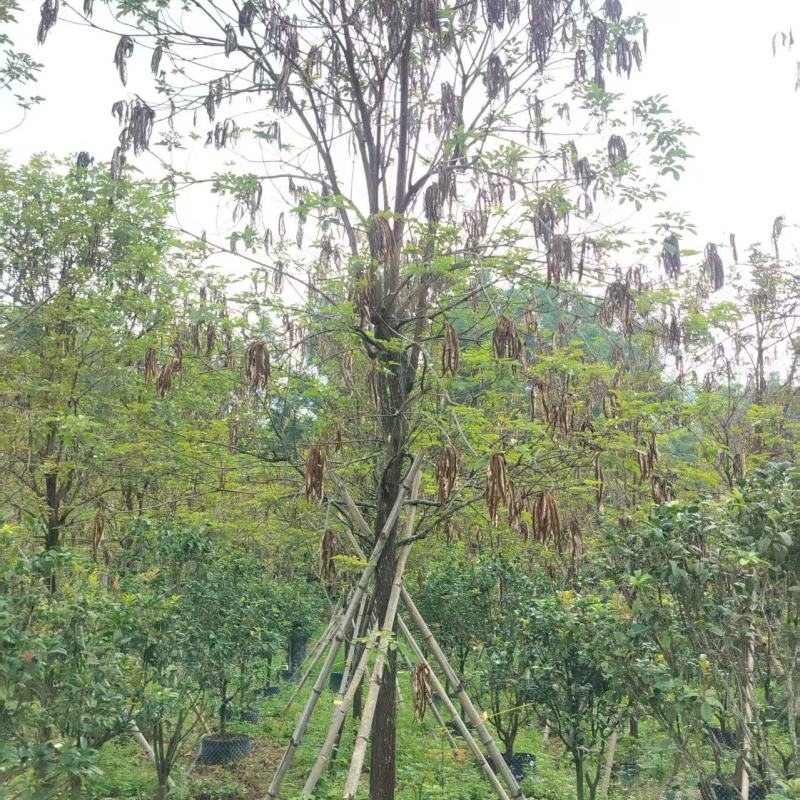 黄花风铃绿化苗木多花黄花风铃基地直供量大优惠