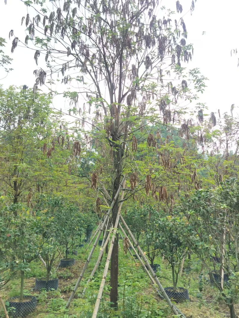 黄花风铃绿化苗木多花黄花风铃基地直供量大优惠