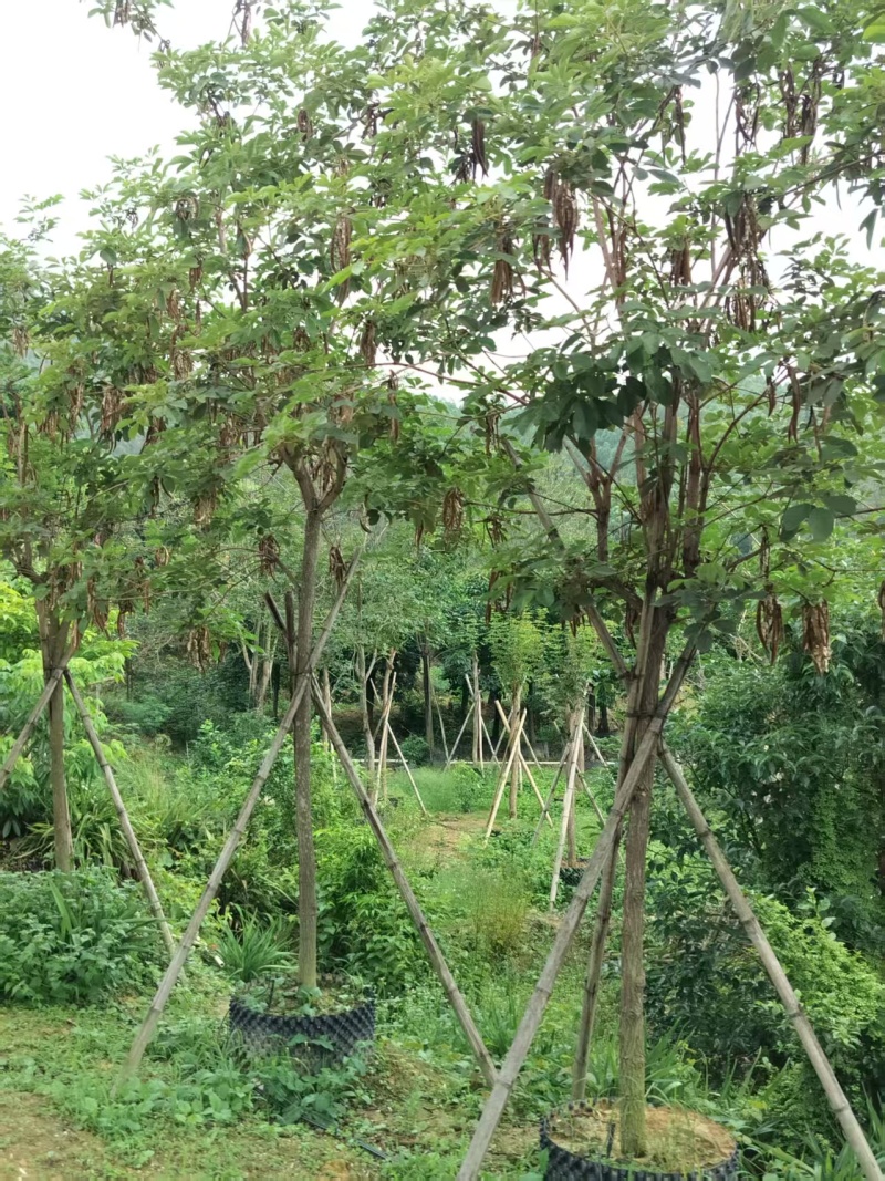黄花风铃绿化苗木多花黄花风铃基地直供量大优惠