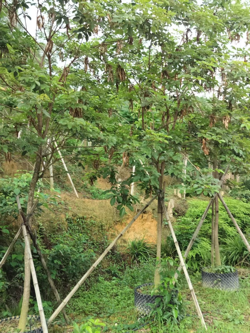 黄花风铃绿化苗木多花黄花风铃基地直供量大优惠