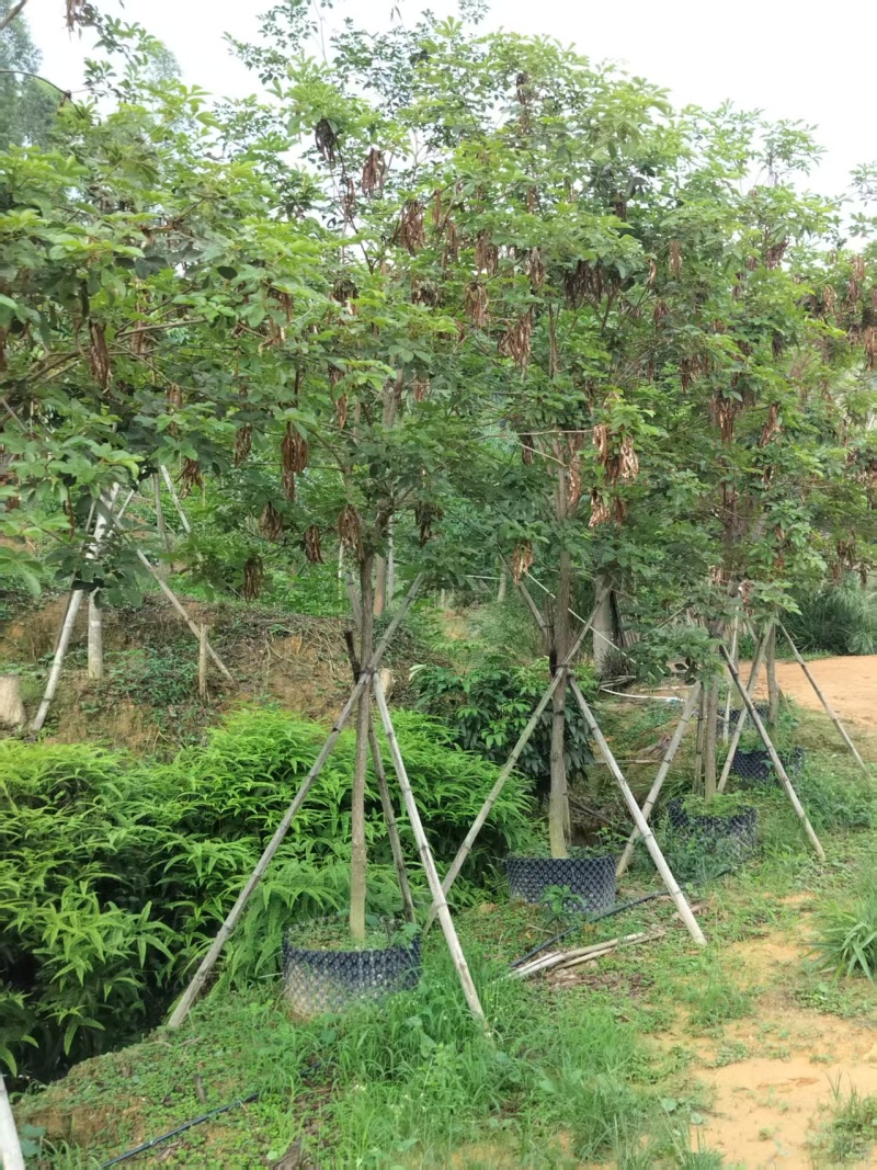 黄花风铃绿化苗木多花黄花风铃基地直供量大优惠