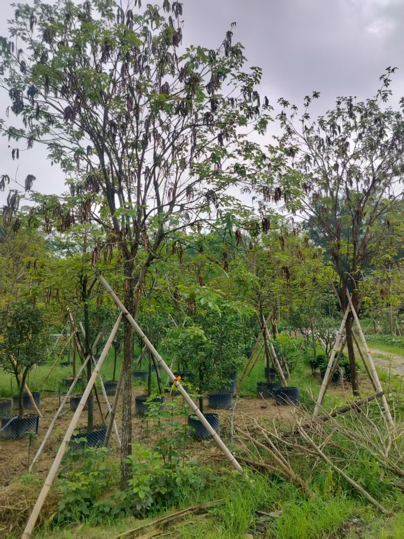 黄花风铃绿化苗木多花黄花风铃基地直供量大优惠