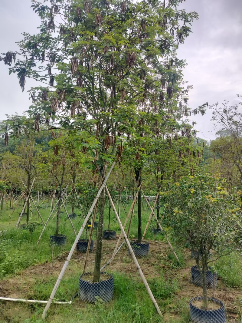 黄花风铃绿化苗木多花黄花风铃基地直供量大优惠