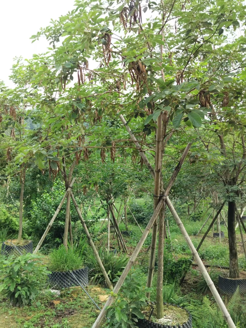 黄花风铃绿化苗木多花黄花风铃基地直供量大优惠
