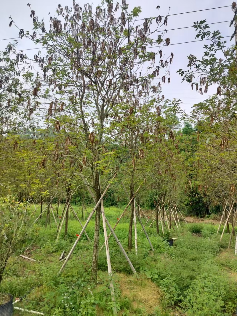 黄花风铃绿化苗木多花黄花风铃基地直供量大优惠