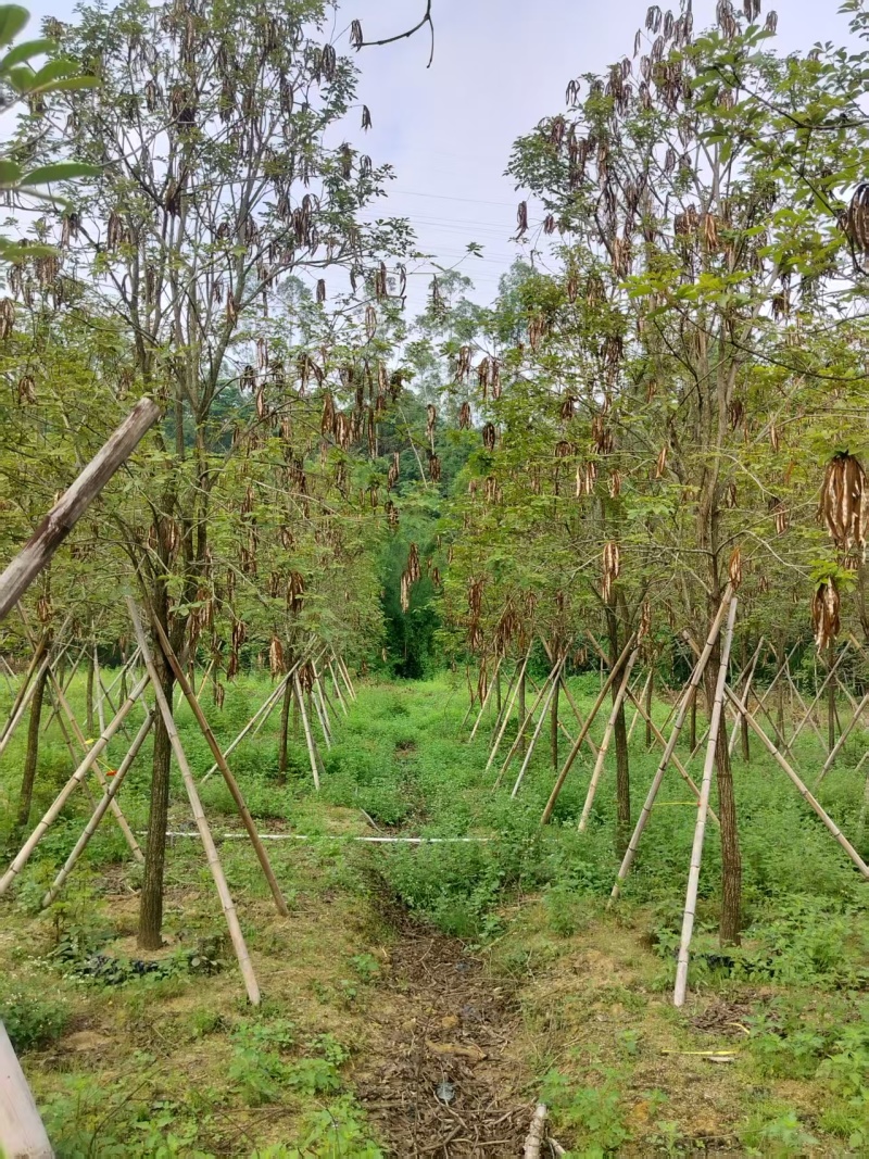 黄花风铃绿化苗木多花黄花风铃基地直供量大优惠