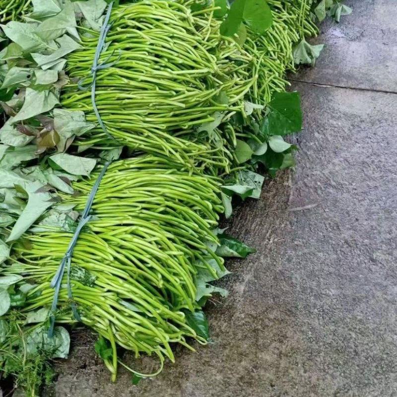 西瓜红红薯苗大田苗，地瓜苗流油蜜薯苗烟薯苗欢迎订购咨询