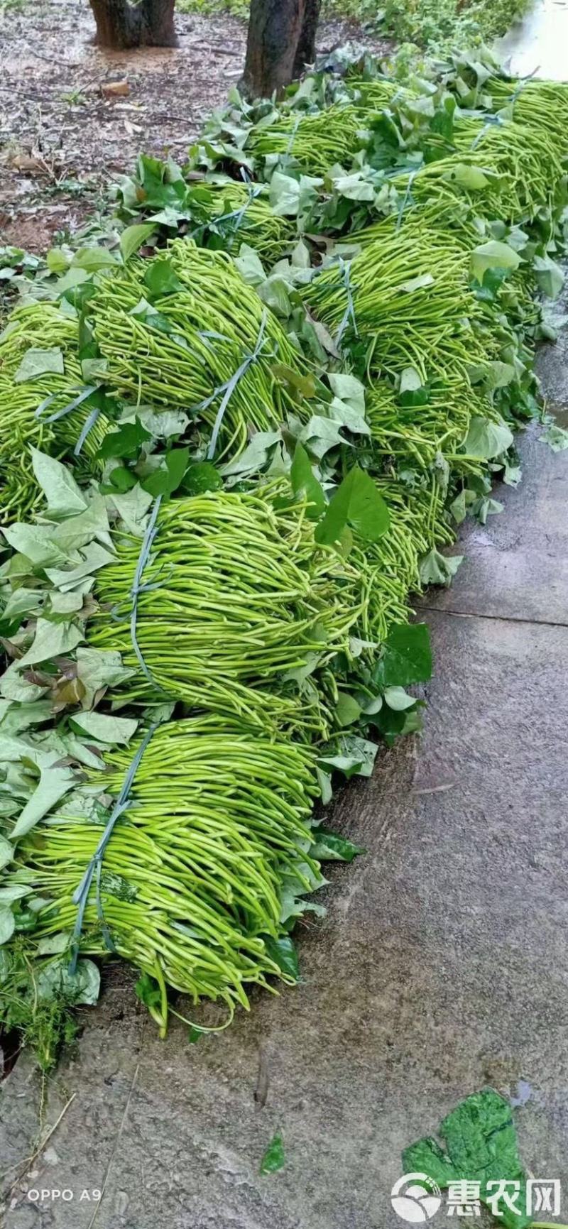 西瓜红红薯苗大田苗，地瓜苗流油蜜薯苗烟薯苗欢迎订购咨询