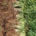 韭菜苗全年不开花不休眠直立性强适合规模性种植收割