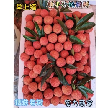 特早各种荔枝，一件代发，对接各大电商，顺丰冷链，量大从优