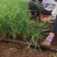 韭菜苗全年不开花不休眠直立性强适合规模性种植收割