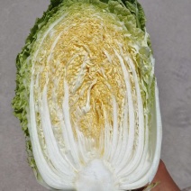 宁夏沙地黄心白菜