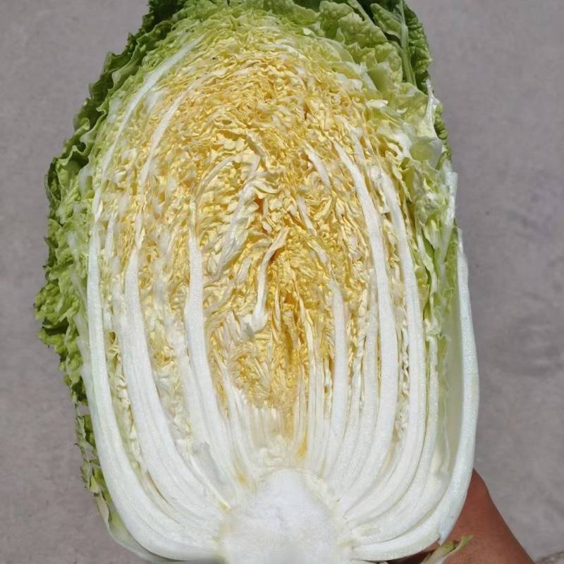 宁夏沙地黄心白菜