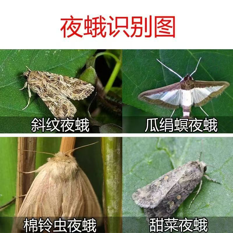 夜蛾诱捕器斜纹夜蛾甜菜夜蛾飞蛾陷阱大棚捕蛾器飞蛾诱芯诱蛾
