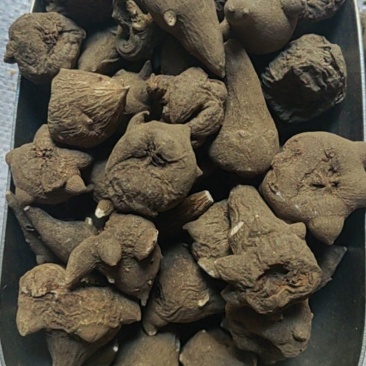 乌药川乌批发价格