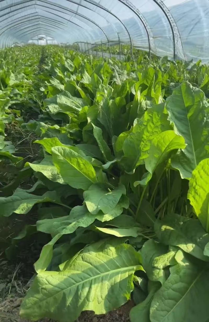 【甄选江苏食叶草】产地直供品质保障源头供应