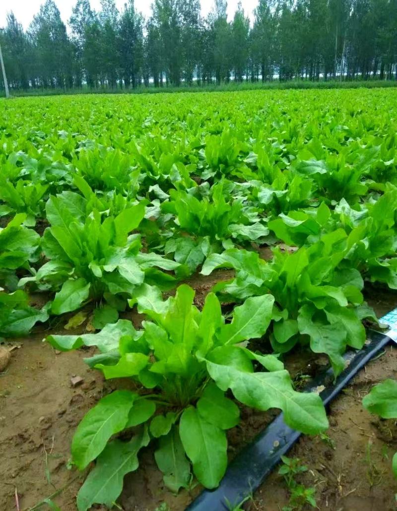 【甄选江苏食叶草】产地直供品质保障源头供应