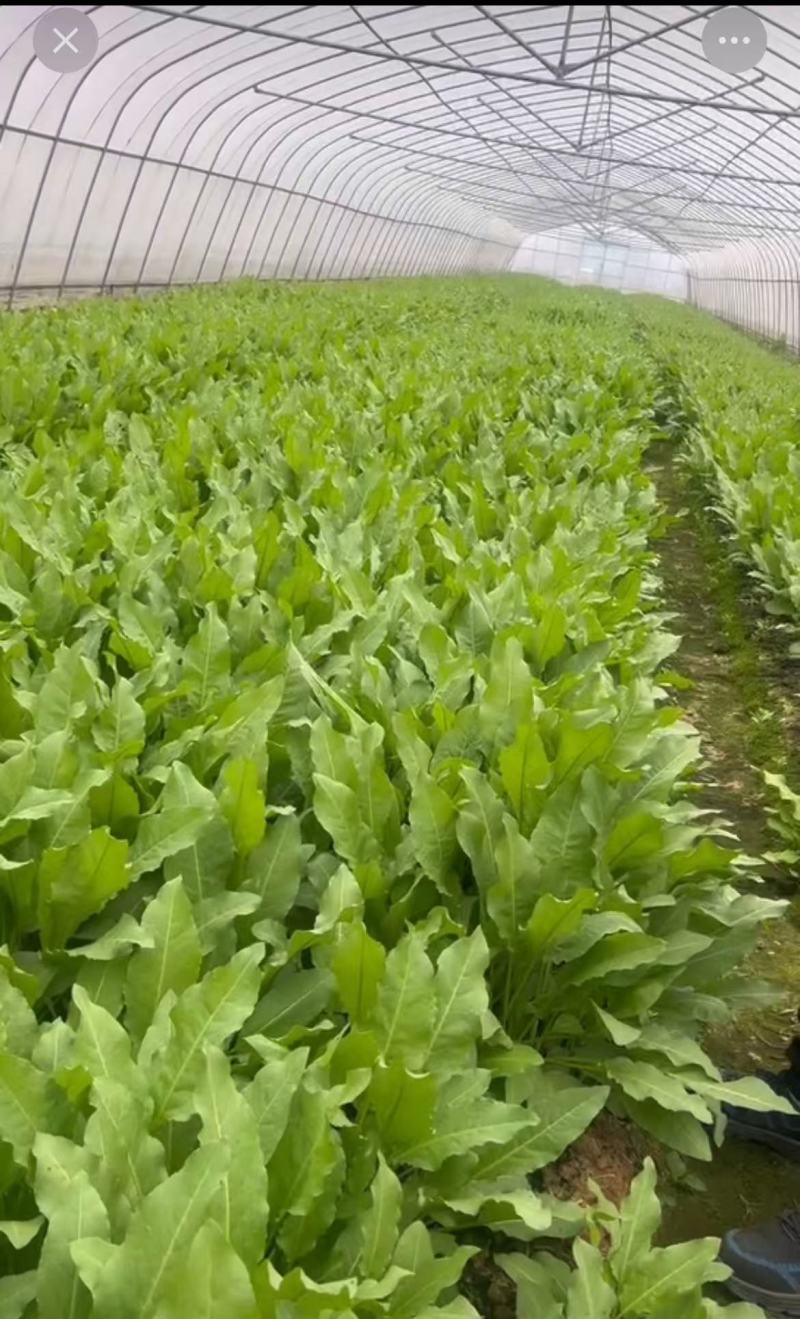 【甄选江苏食叶草】产地直供品质保障源头供应
