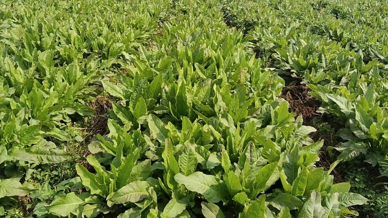 【甄选江苏食叶草】产地直供品质保障源头供应