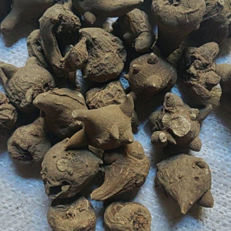 乌药川乌大货价格