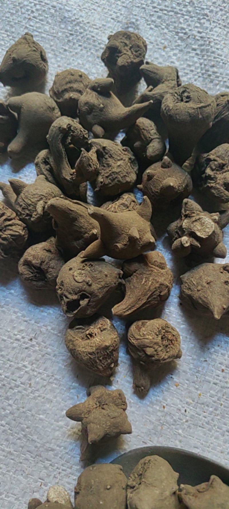 乌药川乌大货价格