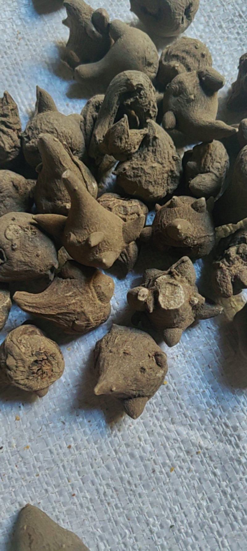 乌药川乌大货价格