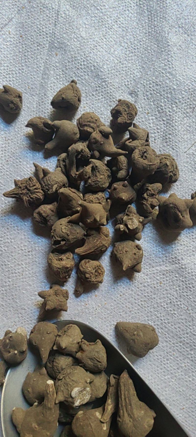 乌药川乌大货价格
