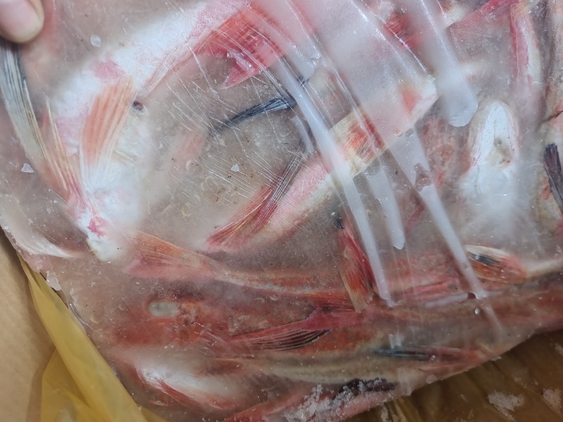 威海石岛红头鱼红娘子红鱼通货规格，价格实惠食堂餐饮加工均