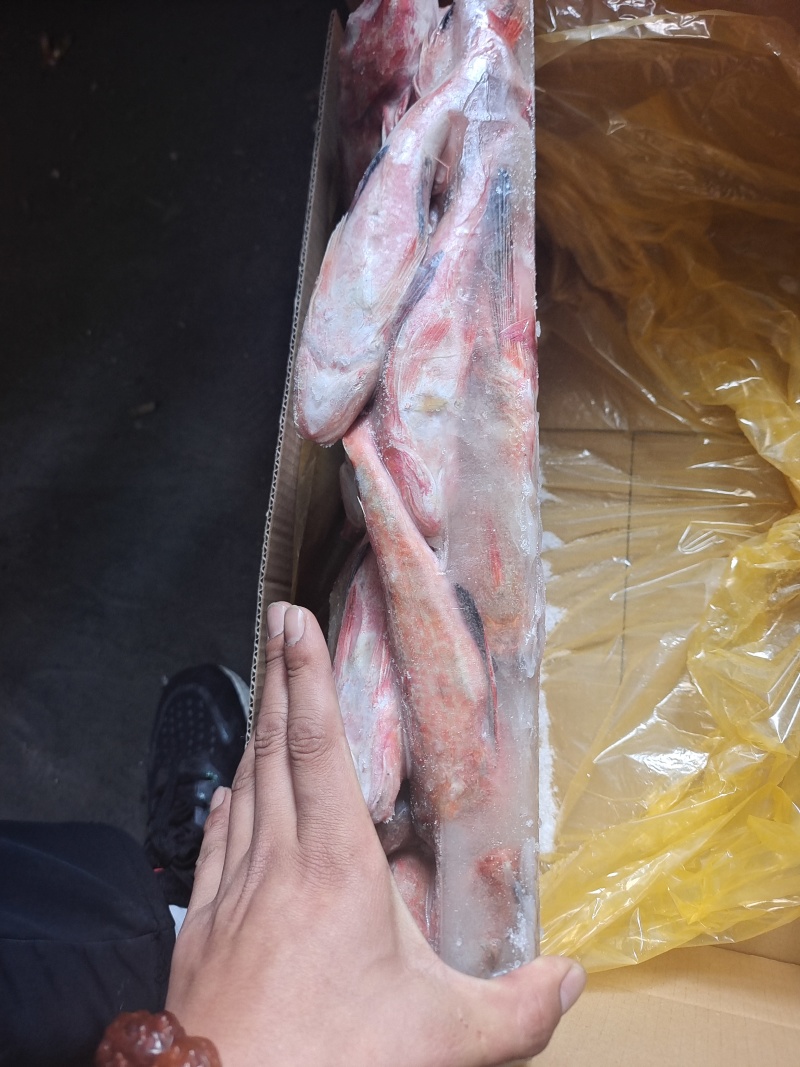威海石岛红头鱼红娘子红鱼通货规格，价格实惠食堂餐饮加工均