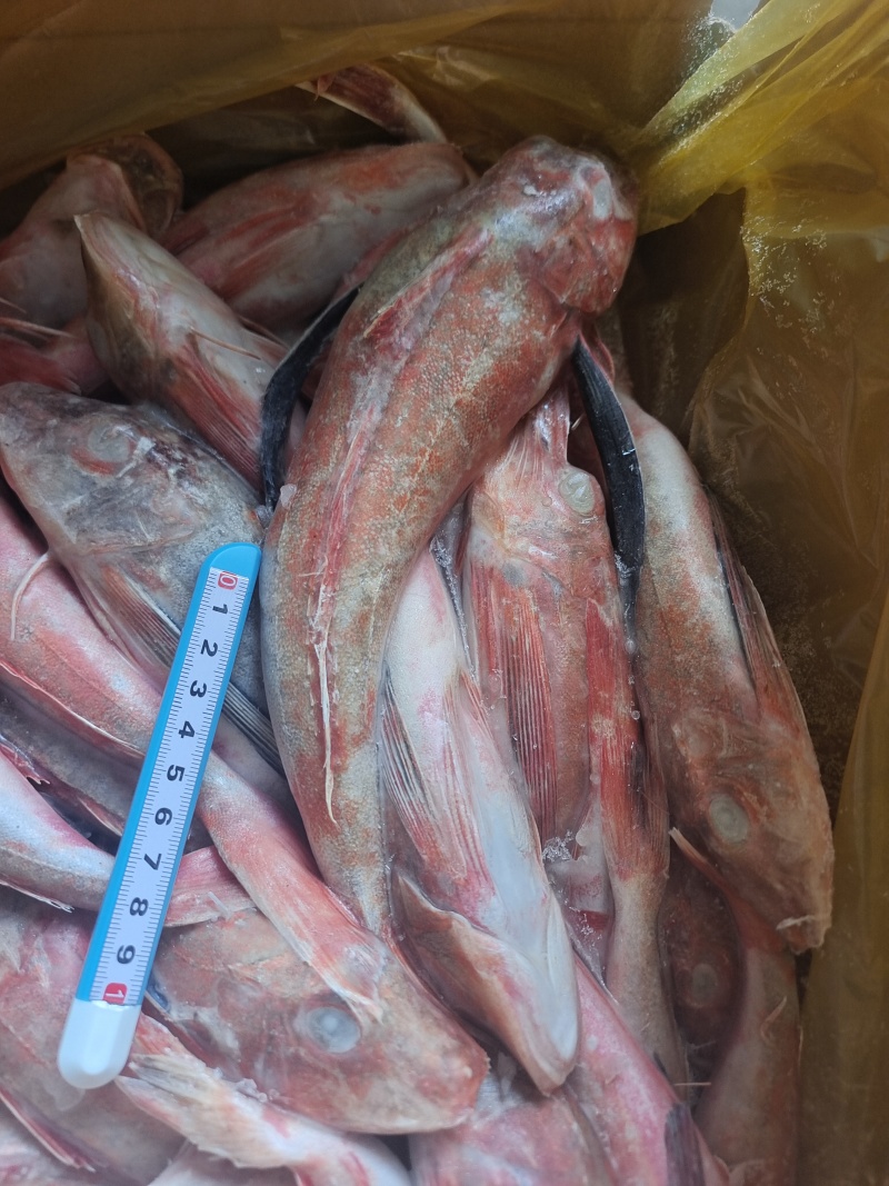 威海石岛红头鱼红娘子红鱼通货规格，价格实惠食堂餐饮加工均