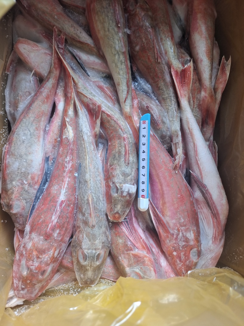 威海石岛红头鱼红娘子红鱼通货规格，价格实惠食堂餐饮加工均