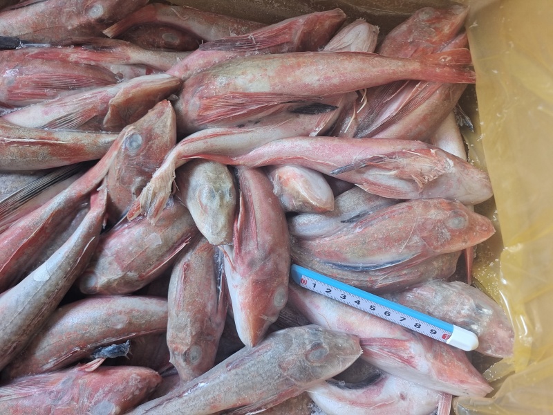 威海石岛红头鱼红娘子红鱼通货规格，价格实惠食堂餐饮加工均