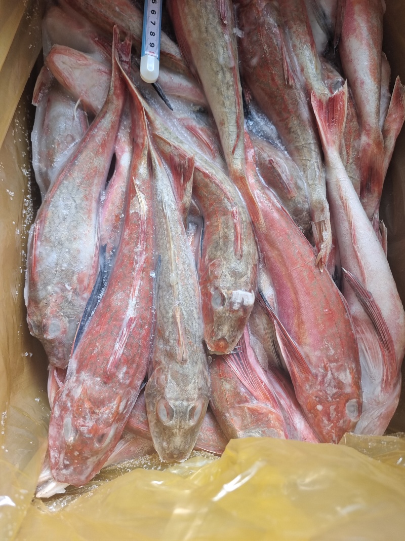 威海石岛红头鱼红娘子红鱼通货规格，价格实惠食堂餐饮加工均