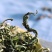 蒲公英茶特级原味天然正宗婆婆丁干花长白山特产蒲公英泡水喝罐装