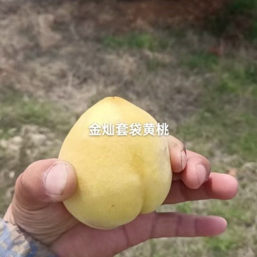 套袋金灿黄桃口感好，需要的老板速联系我