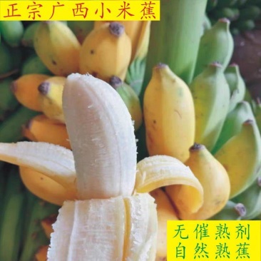 广西小米蕉产地直发。保质保量欢迎随时订购