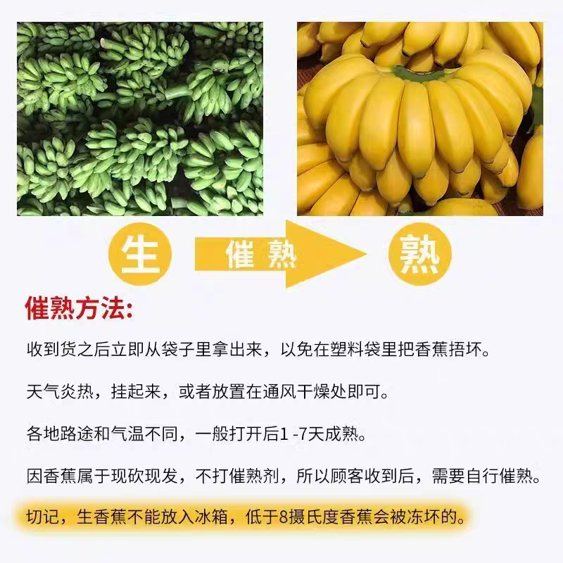 广西小米蕉产地直发。保质保量欢迎随时订购