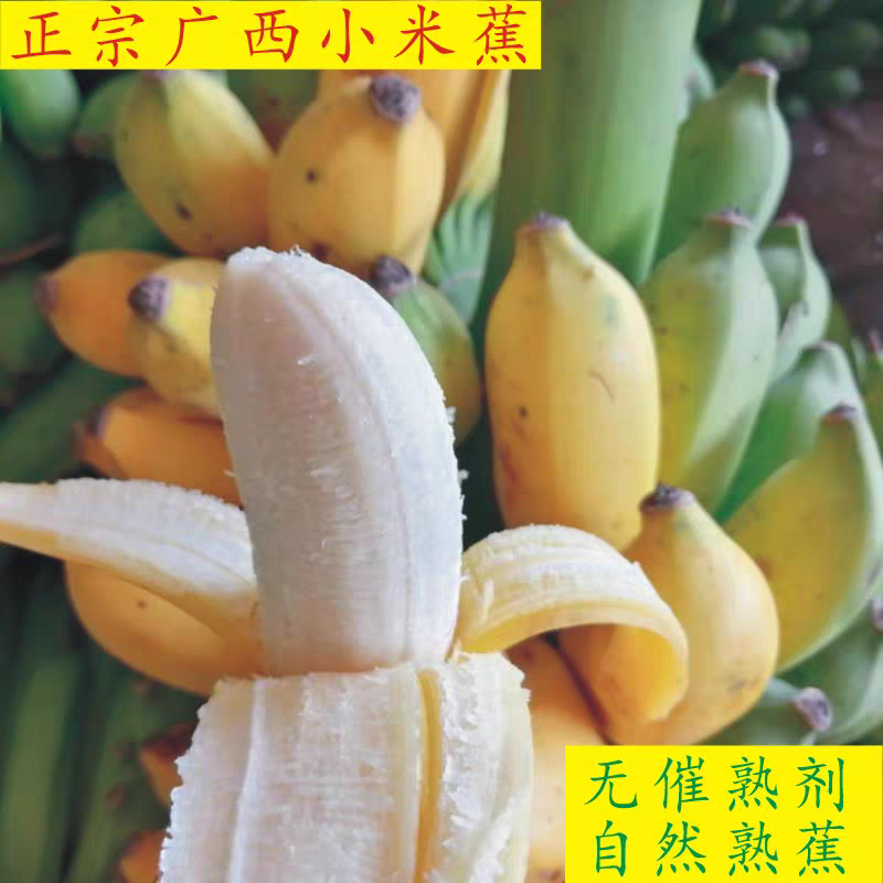 广西小米蕉产地直发。保质保量欢迎随时订购