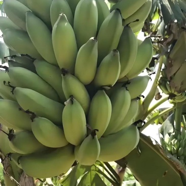 粉蕉西贡蕉