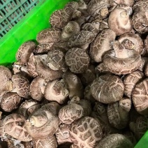 各类香菇