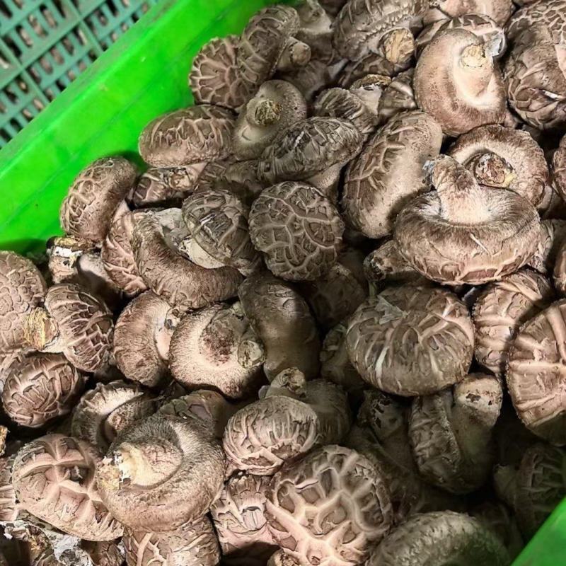 各类香菇