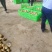 《推荐》河南南阳沃土5号土豆基地直发保质保量现挖现发