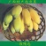 粉蕉西贡蕉